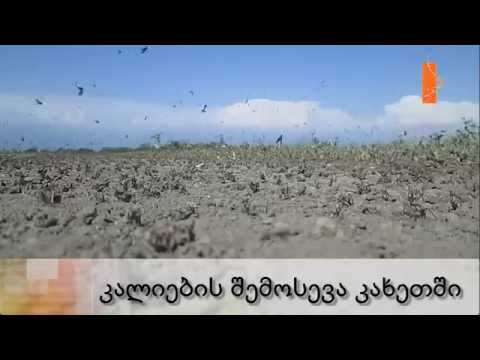 კალიების შემოსევა კახეთში