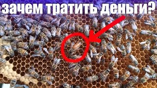 Пчеловодство для начинающих кто покупает пчелиных маток и зачем? Аборигенная пчела и породные пчёлы