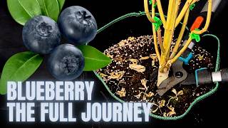 From Start to Finish – The Blueberry Genetic Journey