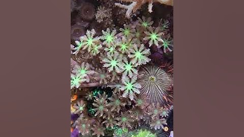 Biocube 16 - Top Down with the Lights Off