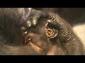 東山チンパンジー 双子の赤ちゃん 11 Chimpanzee twin baby