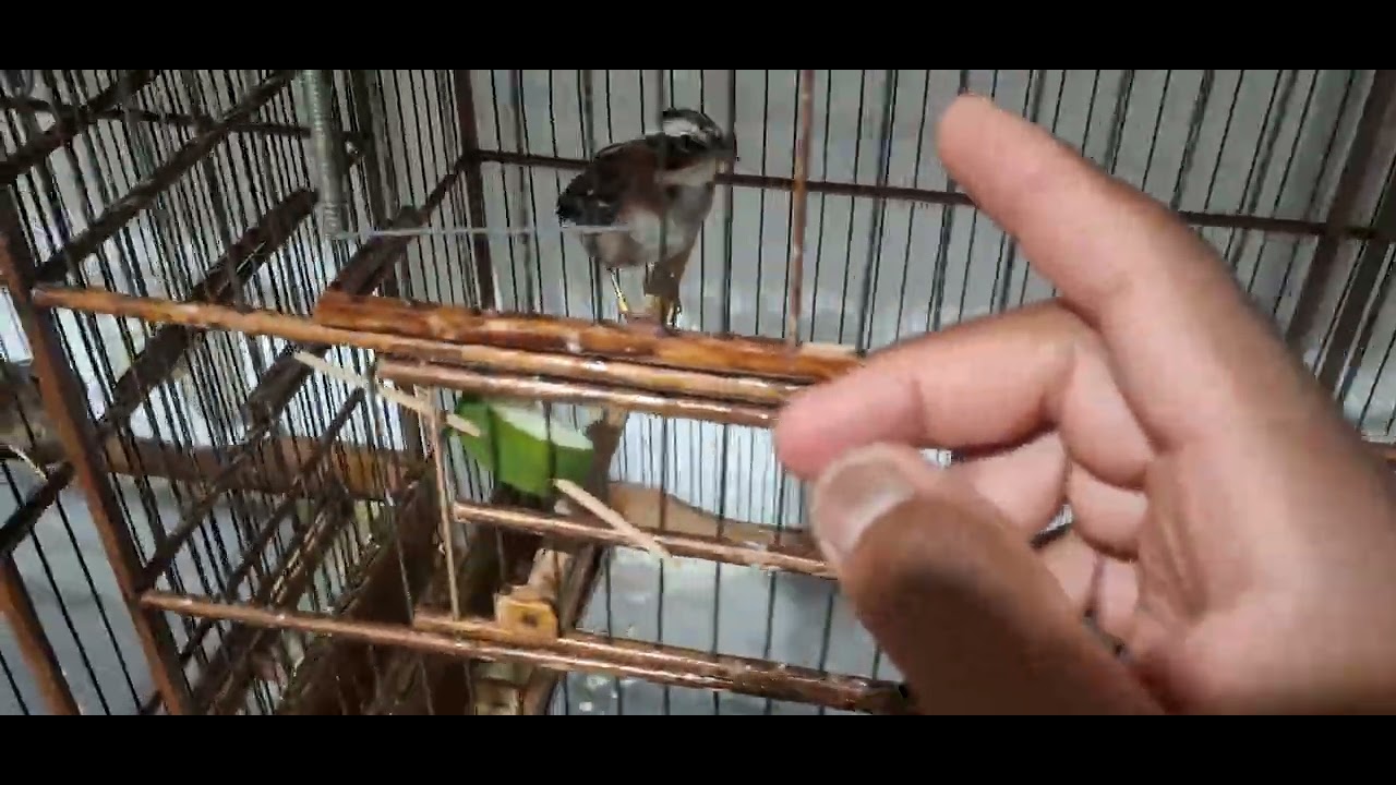 Matrizes e  Filhotes de Tico-tico na muda de penas ! 