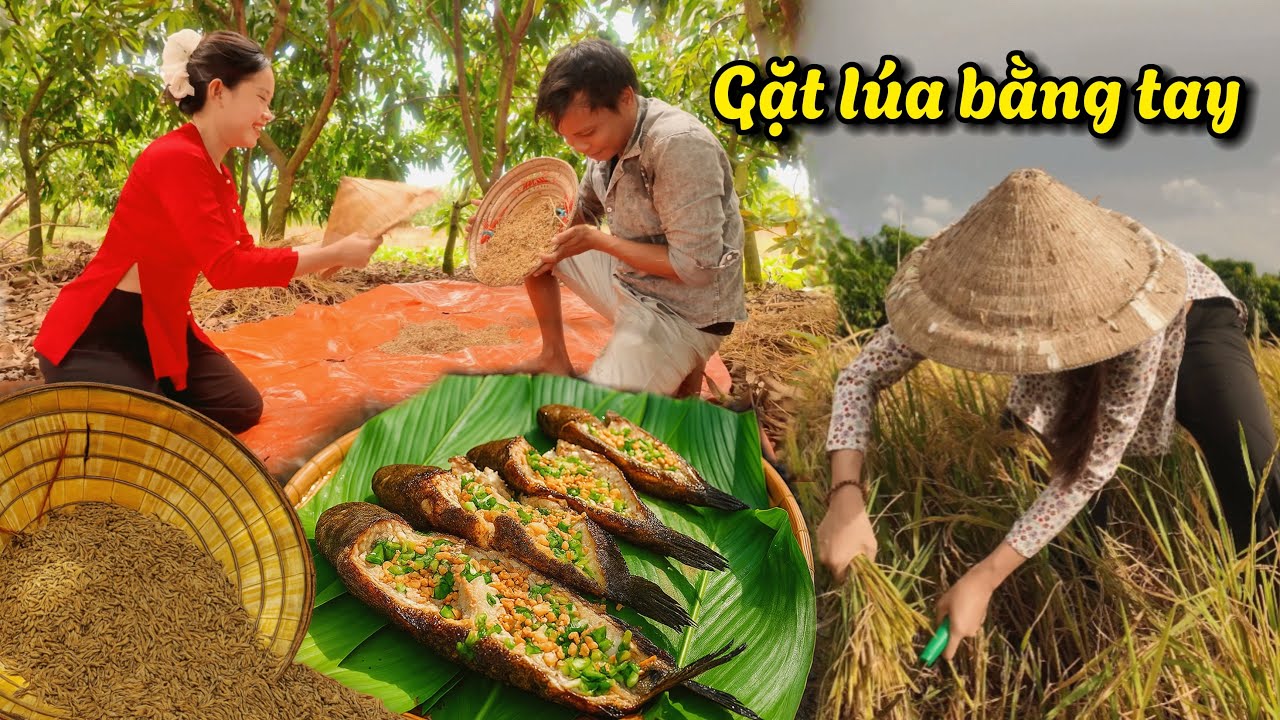 Câu hò gợi nhớ quê hương, miền Tây mùa lúa ngát hương cánh đồng. Gặt lúa bằng tay, đặt lợp cá đồng.