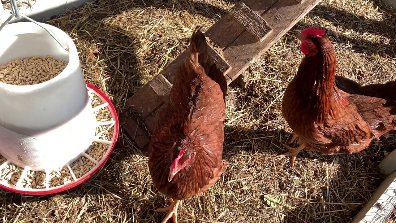 My 20 Weeks Old Rhode Island Red Lays An Egg