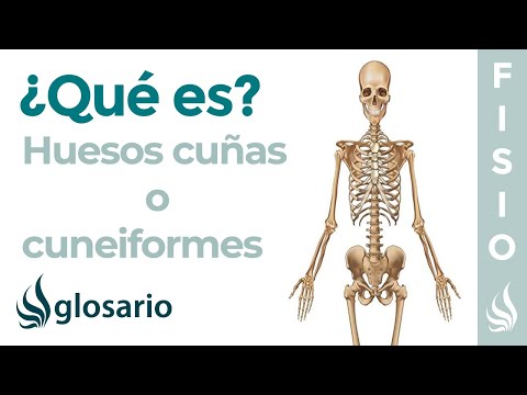 Vídeo: Anatomía, Función Y Diagrama De Hueso Cuneiforme Intermedio - Mapas Corporales