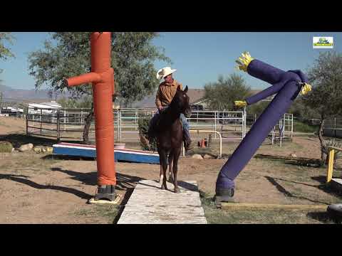 Arizona Outlaw's Street Dancer M.R. 4 years old Missouri Foxtrotter Trail Horse