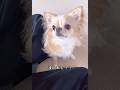 【さすが番犬♡外の音で誰か来たらすぐわかるらしい】#チワワ #chihuahua #可愛い #shorts #チワワちゃん #癒し #cutedog #fyp #foryou