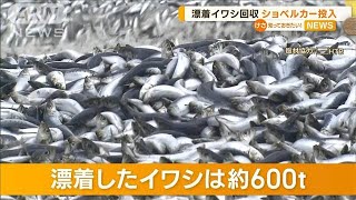 漂着イワシ約600t　ショベルカー投入も手作業つづく…年内かかっても海中にまだ500tか【知っておきたい！】(2023年12月13日)