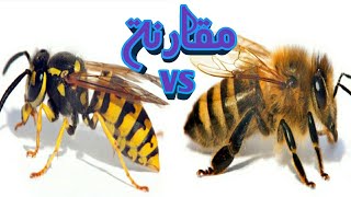الفرق بين النحل والدبور مقارنة الدبور القاتل