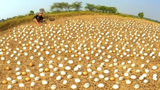 WOW WOW WOW ! Collect a lot of duck eggs in the fields near the road