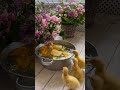 كيووت ❤️❤️🥰 #animals #like #shortvideo #foryou #nature #shortvideo
