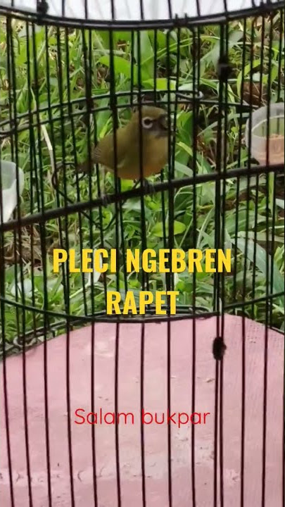 PLECI NGEBREN‼️RAPET #totalbukpar #plecimania  #plecigacor