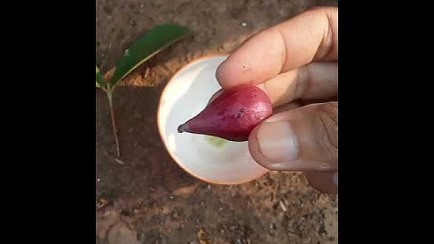 do you want to be successful? Try planting guava stems using this cutting method.! #planting #shorts