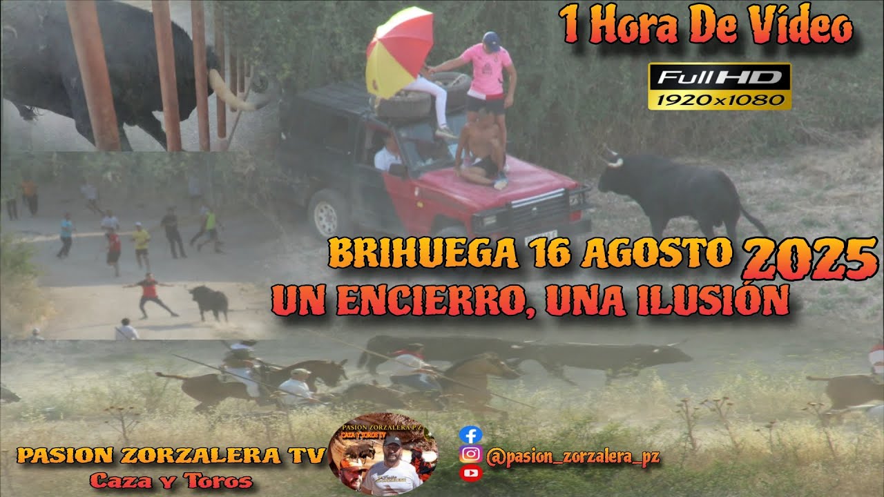 toros encierro campo  BRIHUEGA (GUADALAJARA) Encierro tradicional + de 10 horas. Día y Noche 