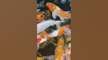 amazing pinetwork #investtv #pinetwork #crypto #coin #pi #picoin #shorts #viral #trend