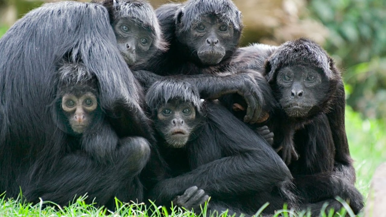 Why is it called a spider monkey?