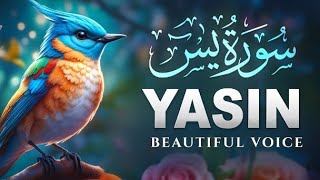 Surah Yaseen(Yasin) | سورۃ یٰسٓ | Ep : 002 | Soft Voice🎧 | Arabic Subtitle