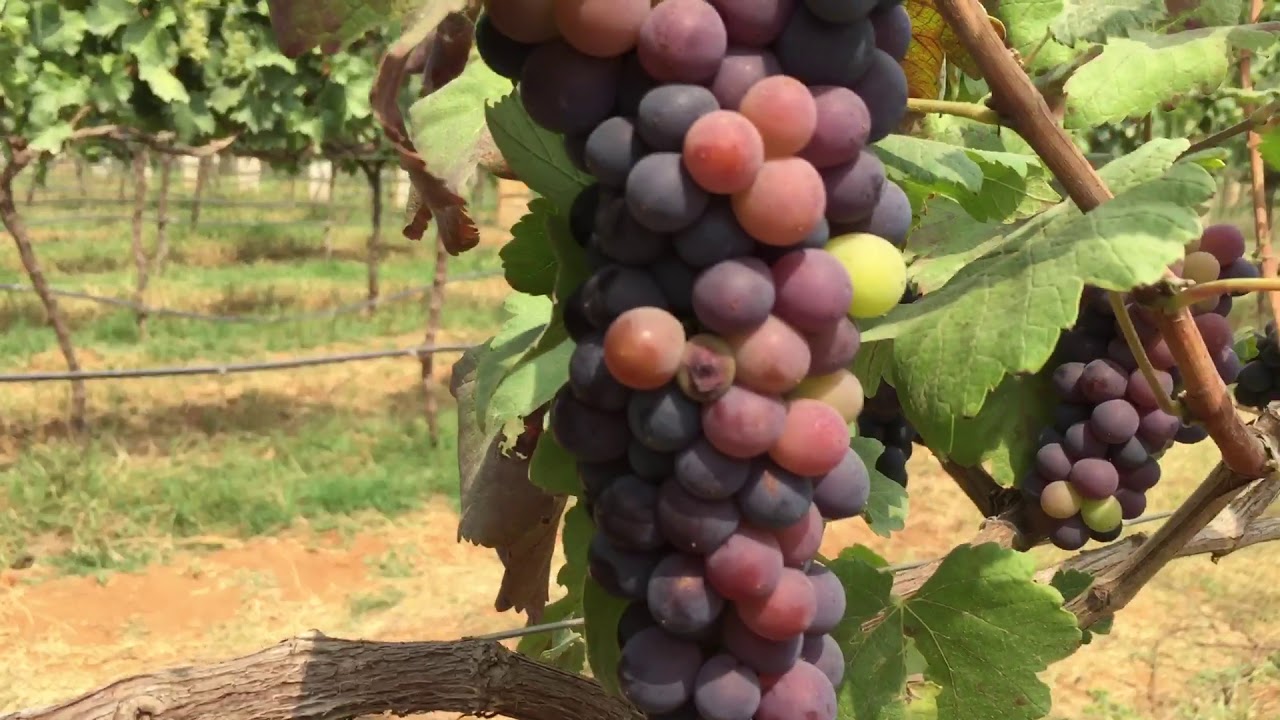 Wine Yard Grape wine yard near Nandi Hills bangalore YouTube