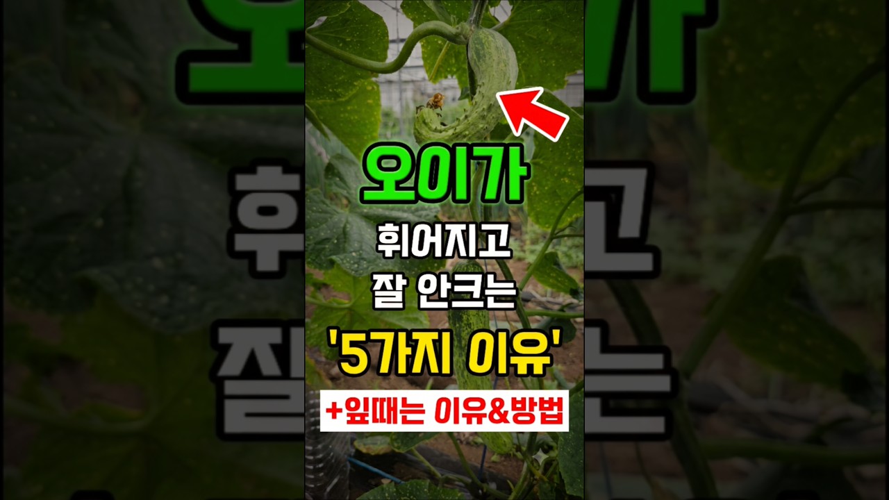 내 오이가 자꾸 휘어지고 안 크는 결정적인 이유 5가지! #오이농사 #shorts