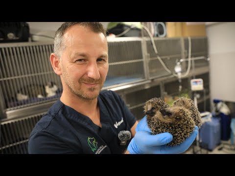 A man who saves wild animals