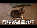 【衝撃】殿堂入りボケてがツッコミどころ満載すぎたwww【ツッコミ】【総編集的】【次回予告】