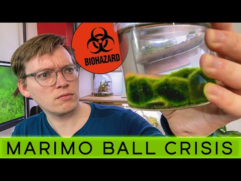 Video: Moss Balls - Alternative View