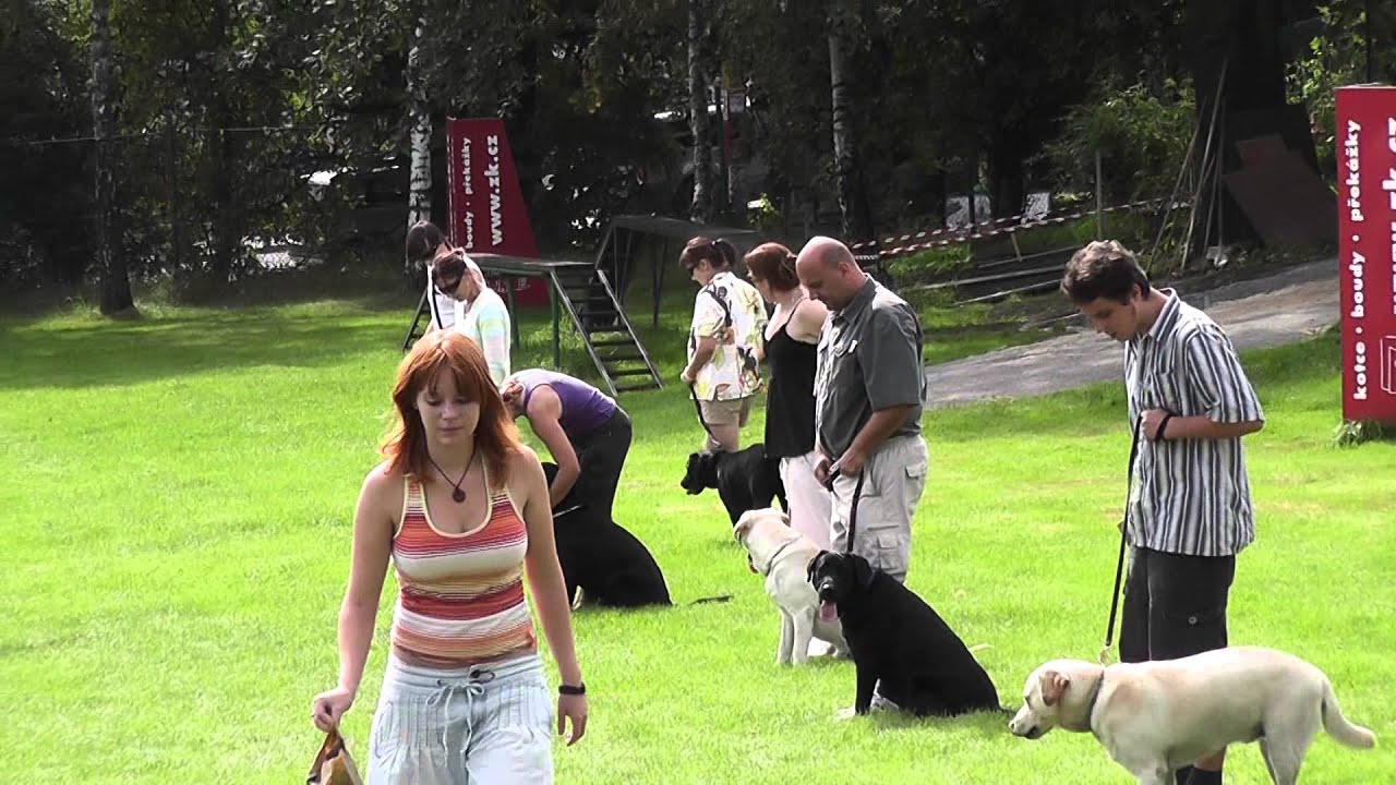 00828 Dog Channel YouTube