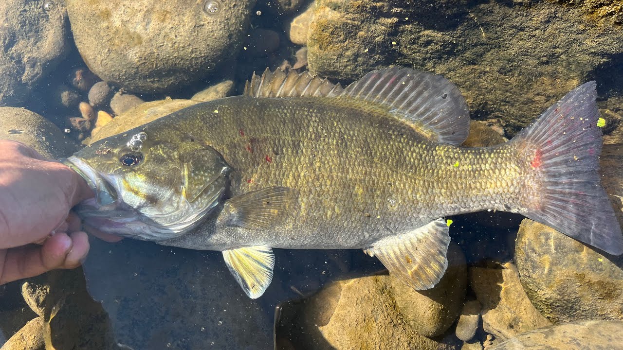 smallmouth bass fishing on the willamette Oregon #phenixrods