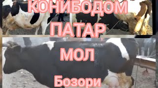 КОНИБОДОМ ПАТАР ЧОРШАНБЕ МОЛ БОЗОРИ. 17.02.2021.