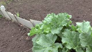 видео Как выращивать ревень на садовом участке