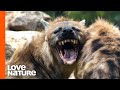 Large Female Hyenas Call the Shots in a Clan | Love Nature