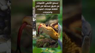 معلومة غريبة | الأفعى تسمع الأصوات عن طريق لسانها 🐍💡👌🤝📖#shorts