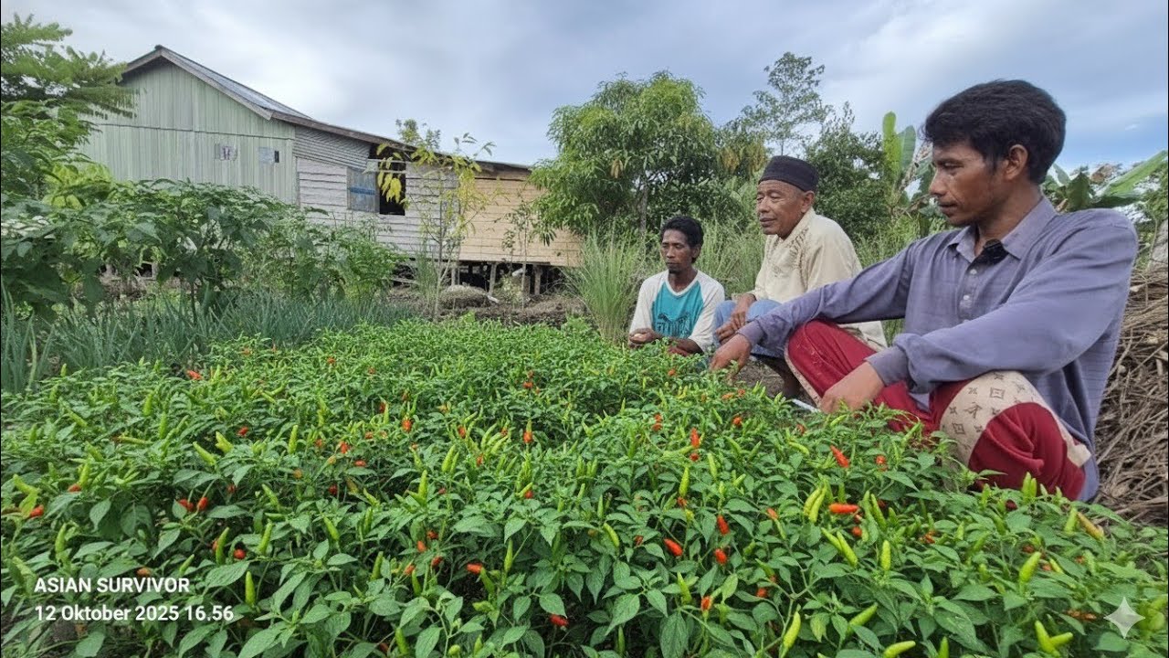 DISKUSI SERIUS PETANI RANTAU & TRANSMIGRASI DI PERMUKIMAN SEPUNGGUR BULUNGAN, KALIMANTAN UTARA