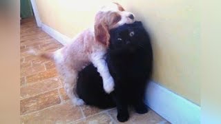 Evil & Mean But Still Extremely Funny Dogs! - Hilarious Dog Videos