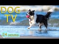 Dog tv best entertains for dogs  unlock peace for your pup with fun  happy help dogs music