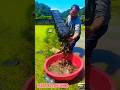 Epic Paddy Field Fishing 🐟 Eel Catching in Muddy Fields #fishing #shortsvideo #plastic case #field 😐