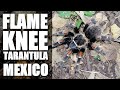 FLAME KNEE TARANTULA Mexico