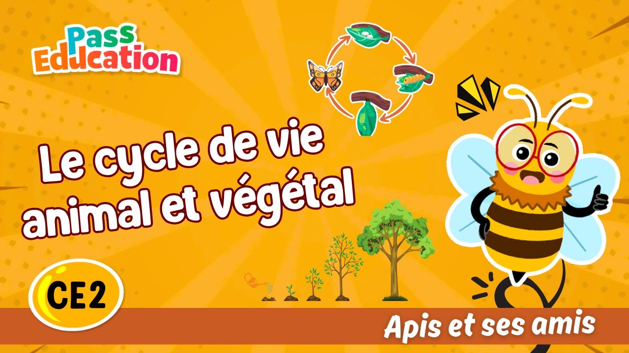 Le cycle de vie animal et végétal - CE2- Apis & ses amis - Sciences  Leçon, Exercices, Evaluations