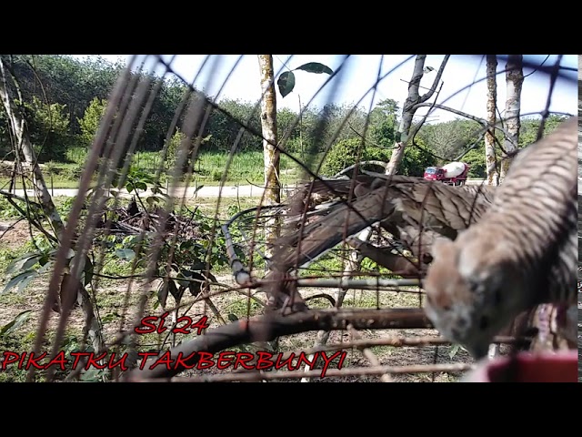 MERBUK/PERKUTUT DERAK ANGSA TAPAU DI NANGKA MADU LANCHANG class=