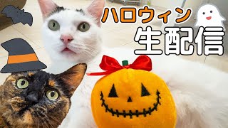 猫たちとハロウィン生配信🎃
