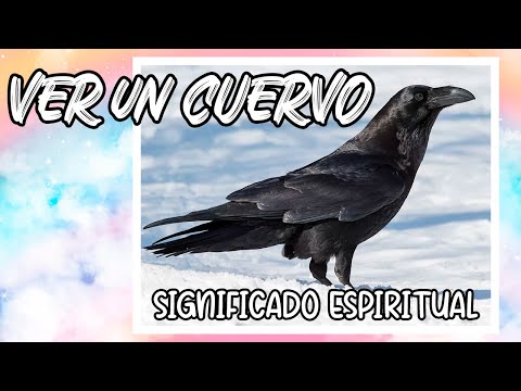 Video: ¿Los cuervos negros siguen de gira?