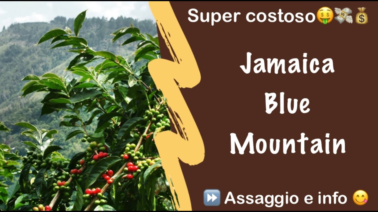 Café Jamaïque Blue Moutain récolte 2018 en capsules - Cafés Marc