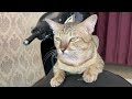 2025 This Is The Cutest Cat ЁЯР ЁЯРИ ЁЯШН 2025 This Is The Cutest Cat ЁЯР ЁЯРИ ЁЯШН