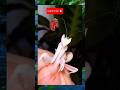 hewan unik #BelalangSembahPutih #PrayingMantis  #SeranggaLangka #HewanUnikKeajaibanAlam #ViralShorts