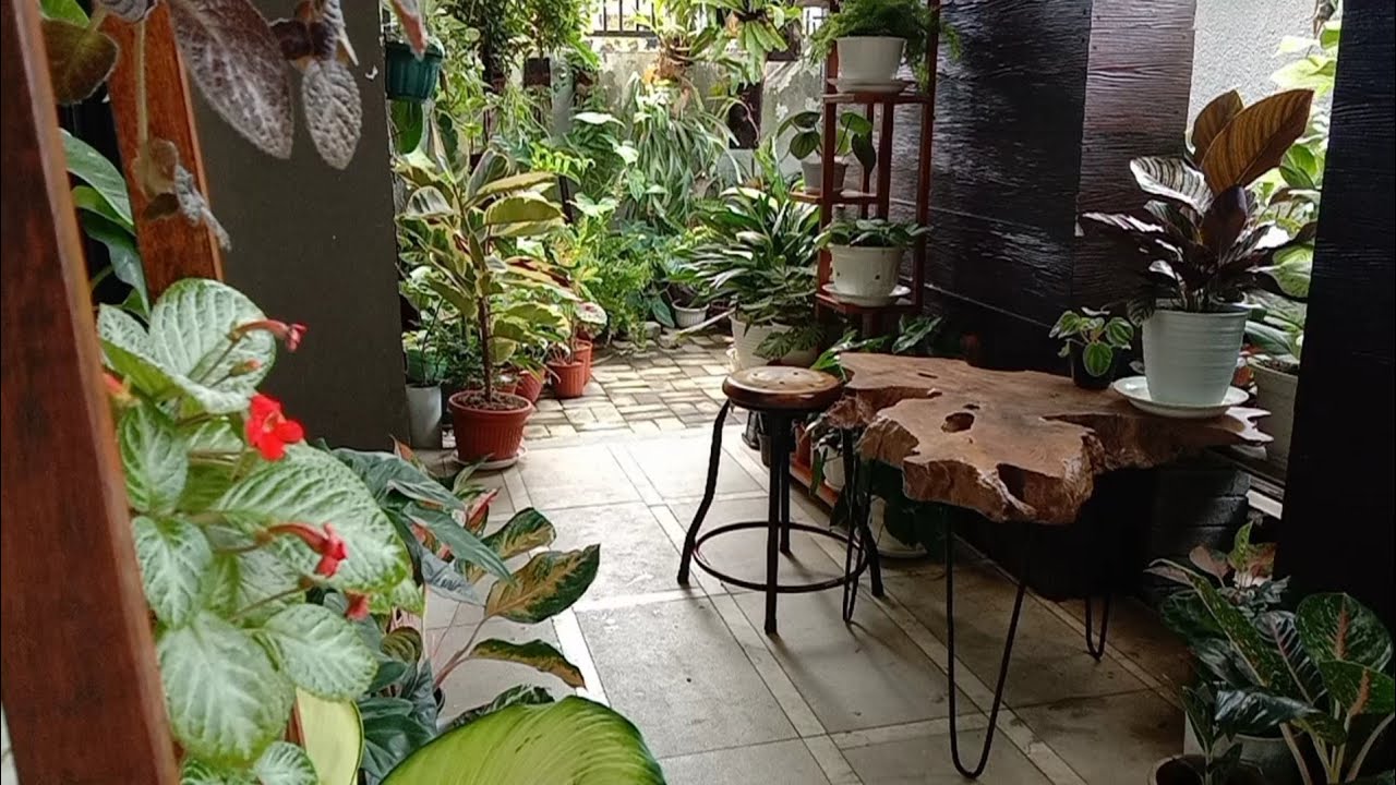 Teras Rumah Cantik dengan Berbagai Tanaman Hias - YouTube
