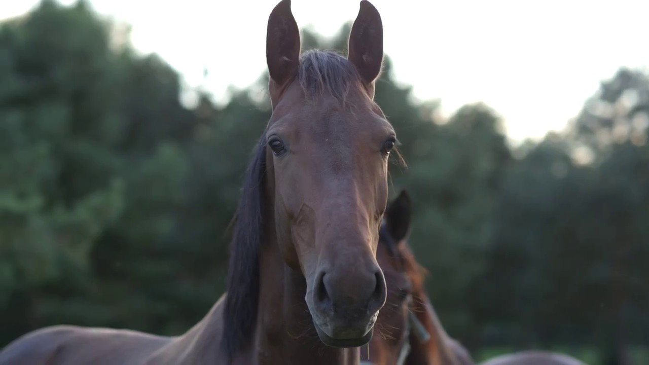 European Jockeys' Cup 2017 - [Official Teaser]