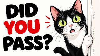 6 Tests Your Cat Uses to Choose Their Favorite Human