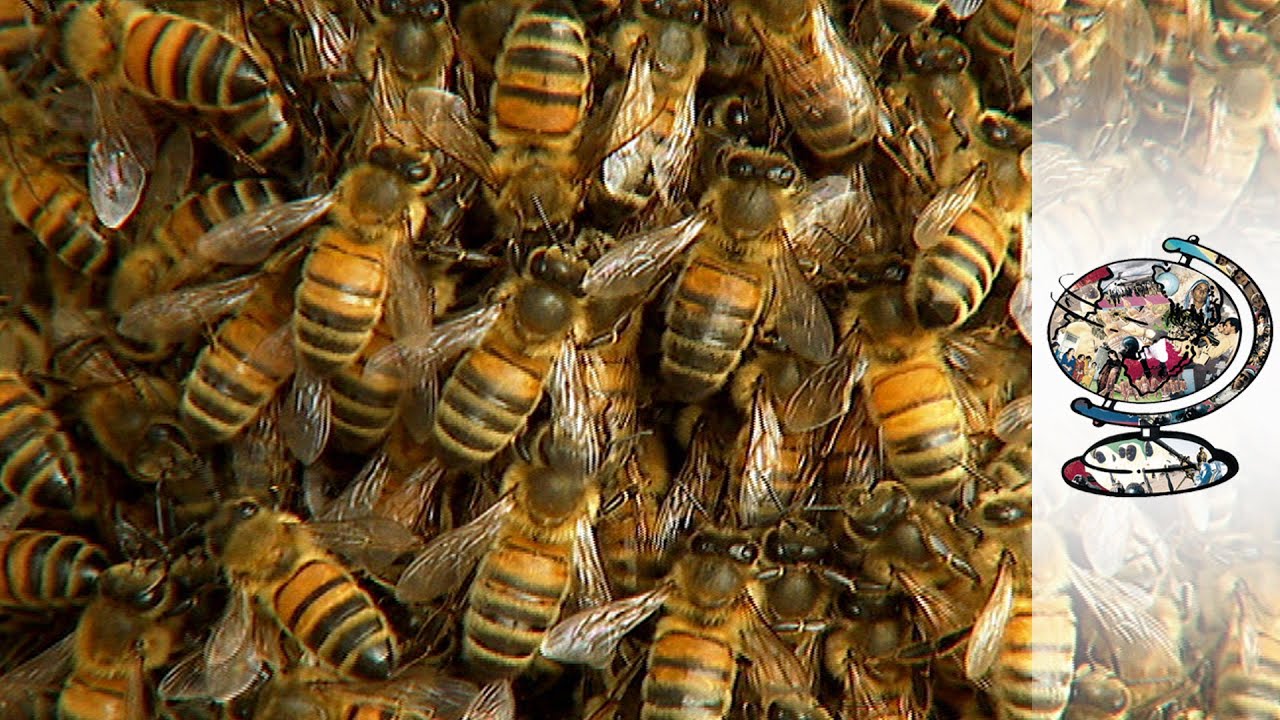 Tackling The Global Honey Bee Crisis (2015) - YouTube