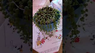 Buwan Na Jade Plants .