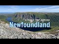 Newfoundland (July 2019)